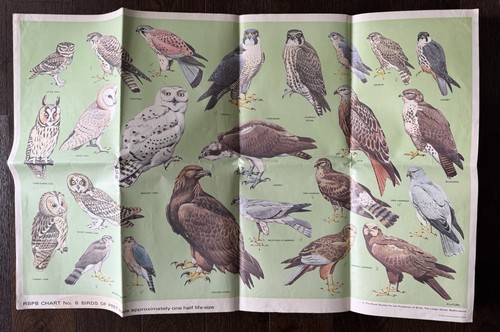 Rspb birds prey educational - of,