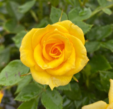 FLOWER POWER GOLD  - Yellow