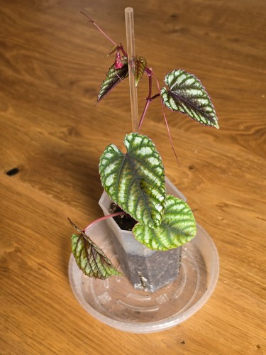 Cissus discolor rex - cissus,