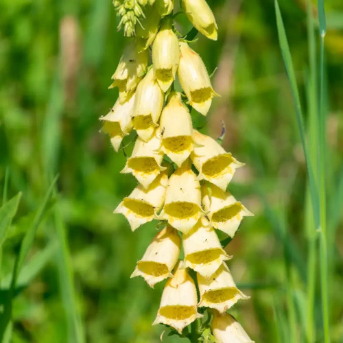 Digitalis ambigua yellow - 3x,