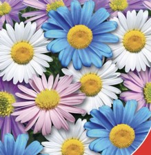 SWAN RIVER DAISY MIX - 1000
