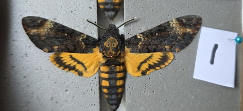 Acherontia atropos death head - atropos,