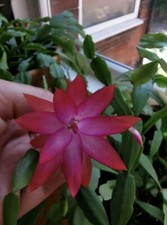 Thanksgiving / Christmas