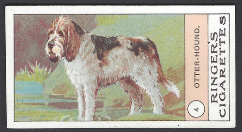 Edwards ringer bigg dogs - ringer, &