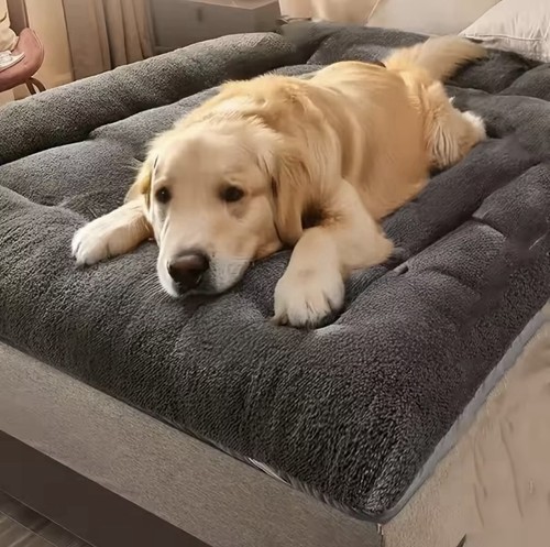 Extra large plush dog - large, cat