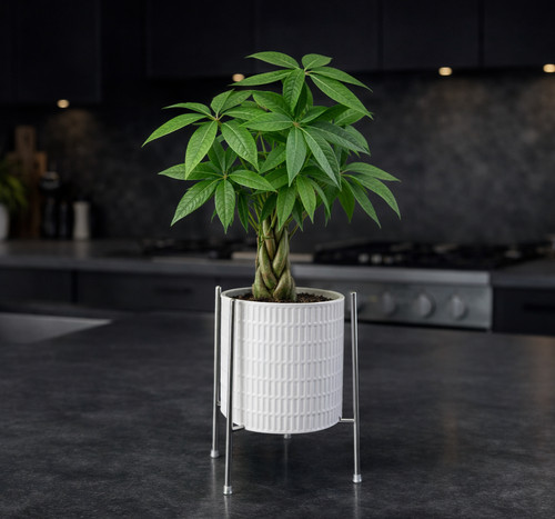 Ceramic plant pots - ceramic,