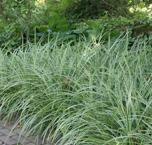 Carex morowii ice dance - carex, dance'