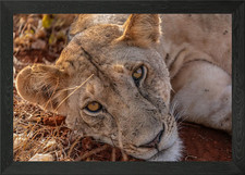 Resting Lion Portrait Framed