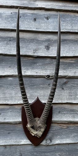 Vintage antique large antelope - vintage,