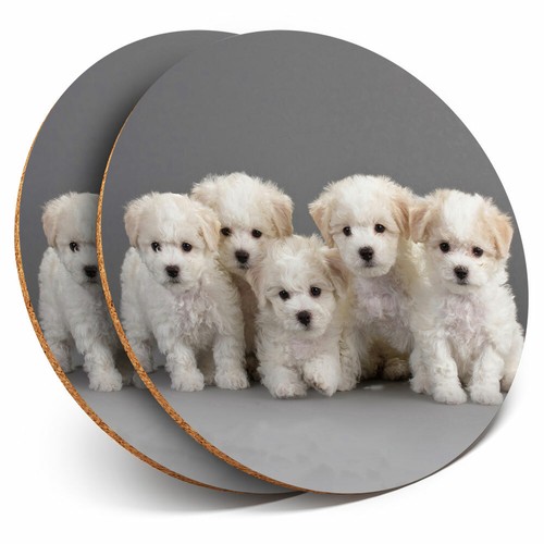 Coasters white bichon - x,