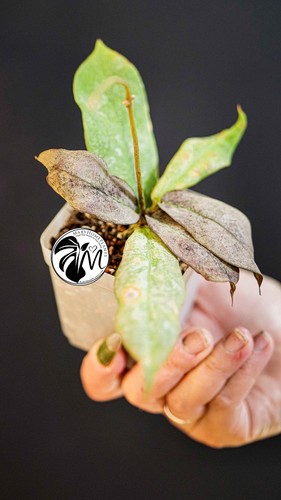 Hoya mitrata silver - hoya,