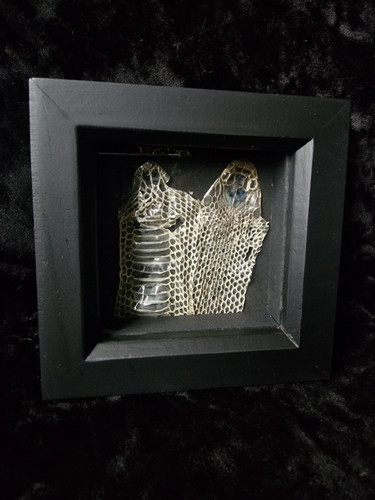 Framed snake skin gothic decor - skin,