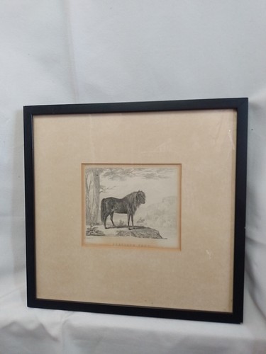 Vintage shetland pony engraved - shetland,