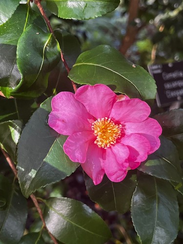 Camellia sasanqua cleopatra - sasanqua, 'cleopatra'