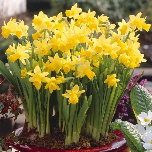 Narcissus tete - narcissus, (daffodil)tete