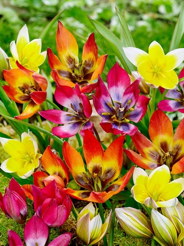 Mixed species tulip bulbs - 30,