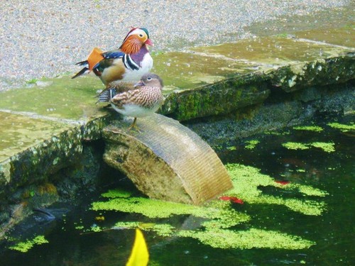 Photo 6x4 mandarin ducks - photo,
