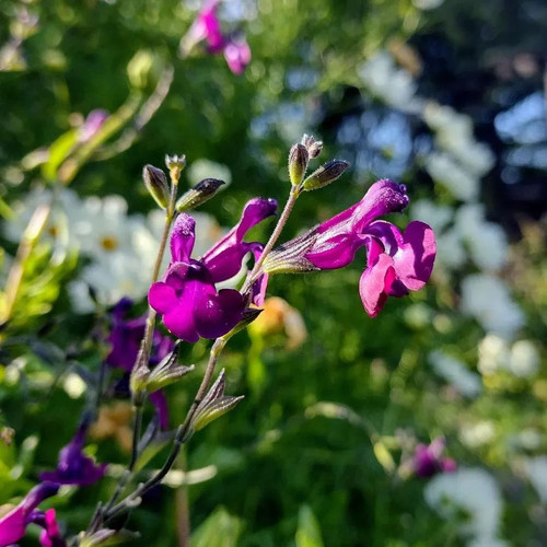 Salvia nachtvlinder - salvia, |