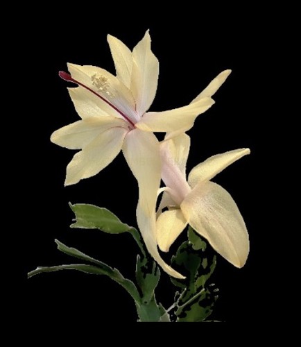 Schlumbergera limelight - schlumbergera,