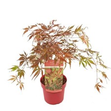 Acer palmatum Extravaganza -