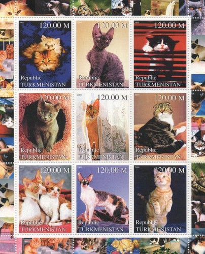 Cats feline cute - , kittens