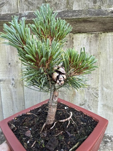 Japanese white pine pre bonsai - white,