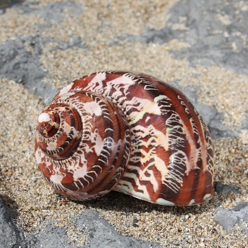Tapestry seashell cm - |,