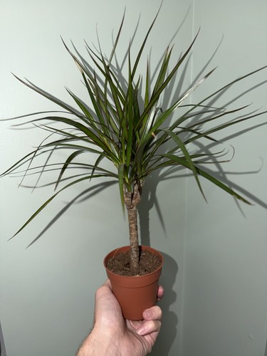 Dragon tree 9cm pot - dragon,