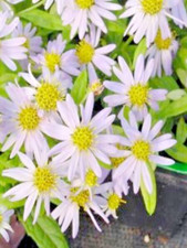 Kalimeris Shogun Herbaceous