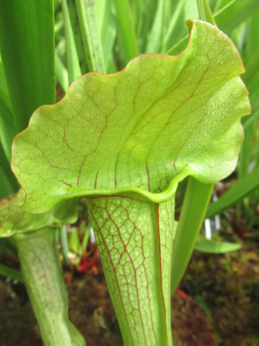 Sarracenia toad - sarracenia, toad”