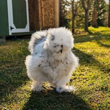 Silkie Hatching Eggs 12