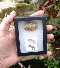 Genuine RARE Tyrannosaurus Rex Tooth (T-Rex) Partial Fossil. Hell Creek Dinosaur