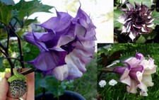 DATURA TYPE PLANT SEEDS. TWO VARIETIES TO CHOOSE