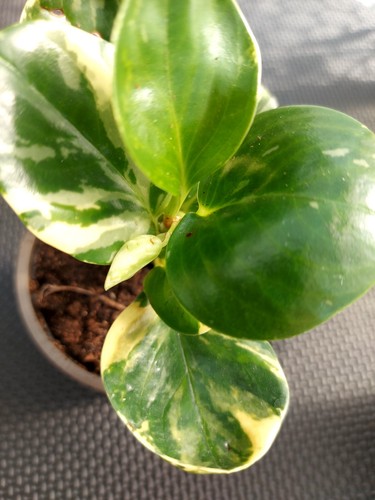Peperomia obtusifolia - peperomia,