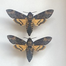 A Stunning Pair of Death's