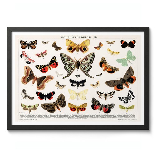 Antique butterfly and moth - butterfly,