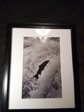 Framed photo print of Salmon