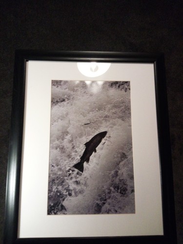 Framed photo print salmon - print,