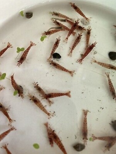 Red cherry shrimp culls - cherry,