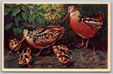 Bird Postcard 1939 Woodcock