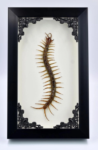 Real centipede millipede - real,