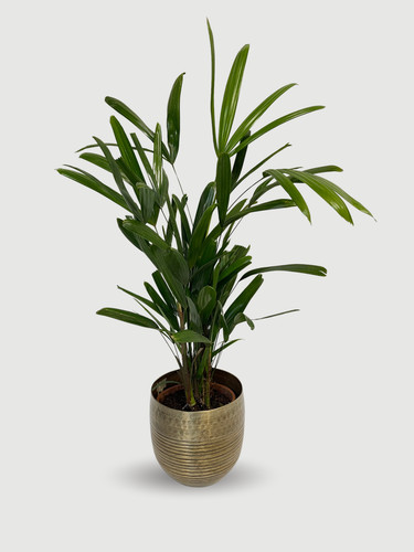Rhapis excelsa lady palm - lady,
