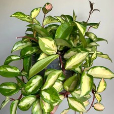 Hoya Carnosa Krimson Princess/