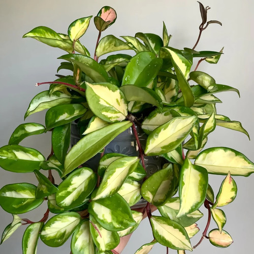 Hoya carnosa krimson princess - hoya, princess/
