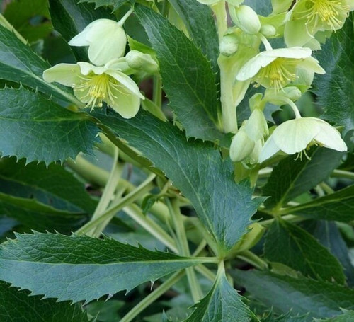 Helleborus argutifolius - ,