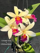 Rare Cattleya Golden Tang x C. Richard Muller orchid plant FS not in bloom