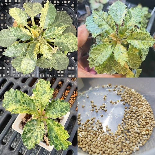 Dorstenia horwoodii hybrid - dorstenia,