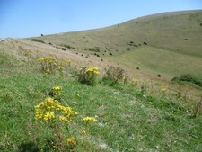 Photo A1 Ewe Dean from the