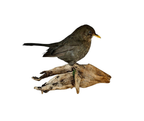 Taxidermy female blackbird - taxidermy,