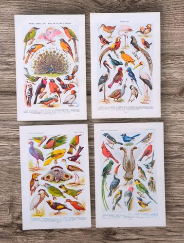 Set vintage tropical exotic - set, of